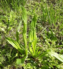 Plantago lanceolata