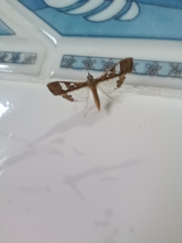 Mung Bean Moth