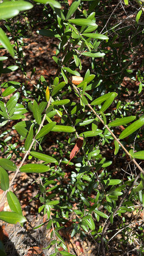 iNaturalist observation photo of Olive