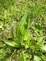 Plantago lanceolata