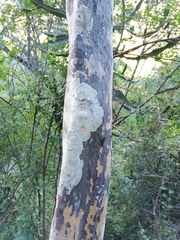 Ochna arborea