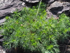 Artemisia morrisonensis