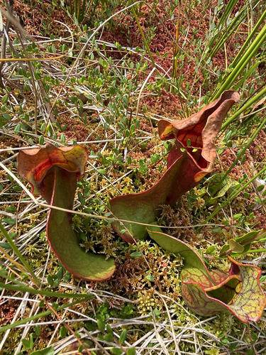 purple pitcher plant