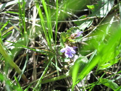Glechoma hederacea
