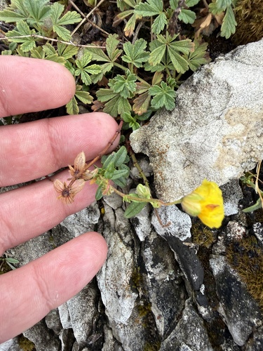 Helianthemum nummularium, photograph 2