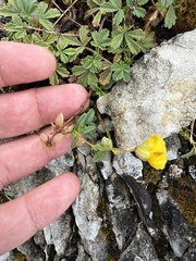Helianthemum nummularium, photograph (c) Thomas Ebner, some rights reserved (CC BY)