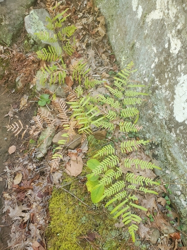 Tailed Bracken Fern