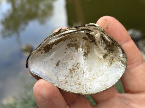 Deertoe Mussel