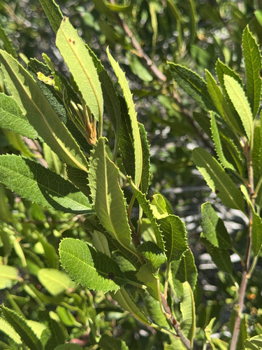 iNaturalist observation photo of Toyon