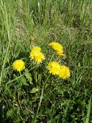 Taraxacum officinale