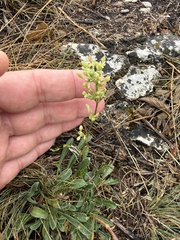 Silene otites, photograph (c) Thomas Ebner, some rights reserved (CC BY)