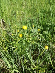 Ranunculus cassubicus