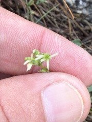 Silene otites, photograph (c) Thomas Ebner, some rights reserved (CC BY)