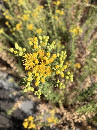 iNaturalist observation photo of Coastal Goldenbush