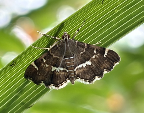 Spotted Beet Webworm Moth