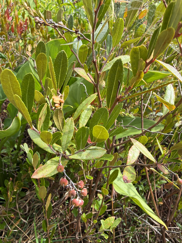 leatherleaf