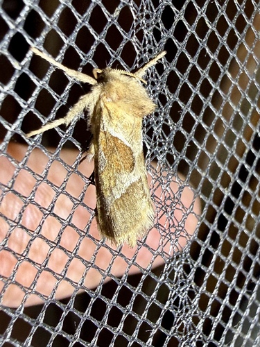 Orange Swift