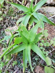 Bulbine latifolia latifolia