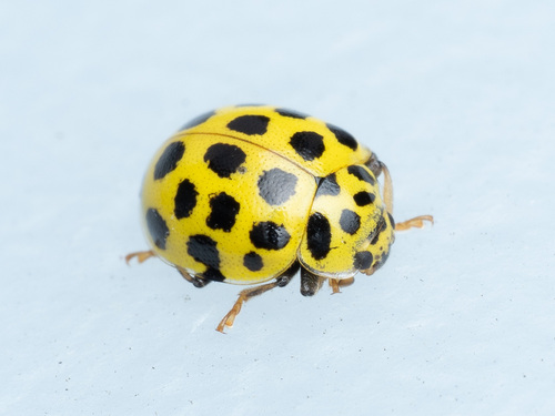 22-spot Ladybird