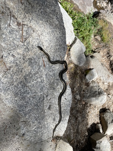 iNaturalist observation photo of Mountain Garter Snake