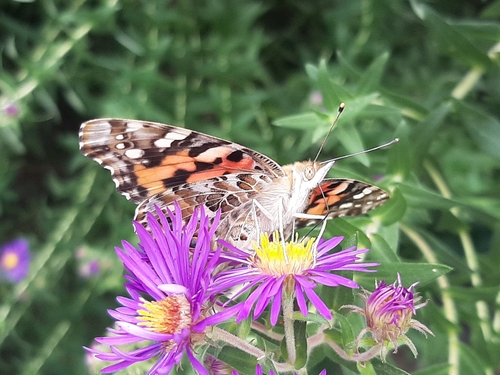 Painted Lady