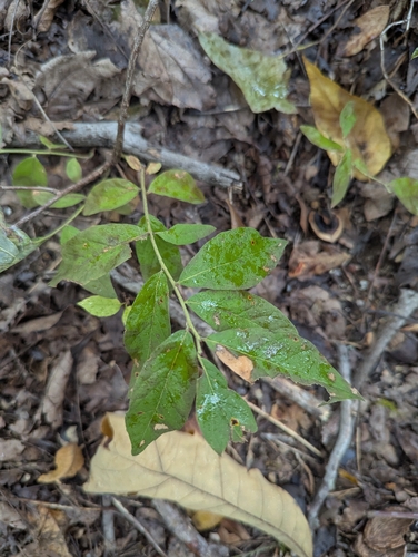 Vaccinium stamineum