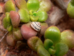 Monilearia phalerata
