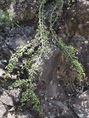 Cotoneaster morrisonensis