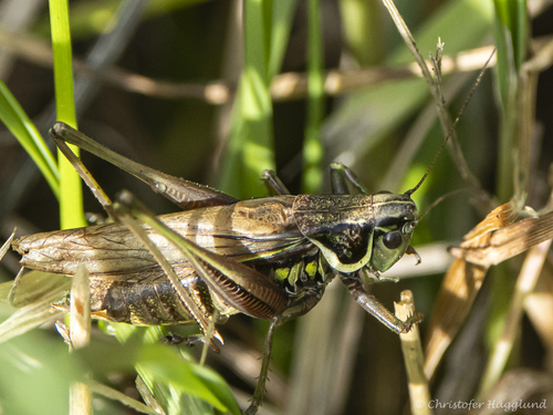 Roesel's Bush-cricket