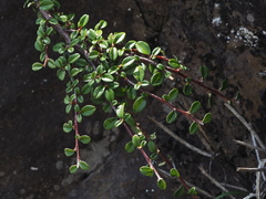 Cotoneaster morrisonensis