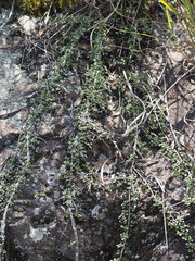 Cotoneaster morrisonensis