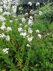 Hesperis matronalis