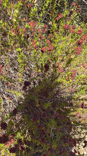 iNaturalist observation photo of California Buckwheat