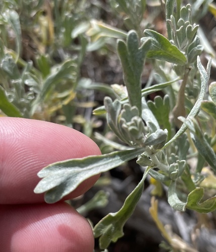 iNaturalist observation photo of timberline sagebrush