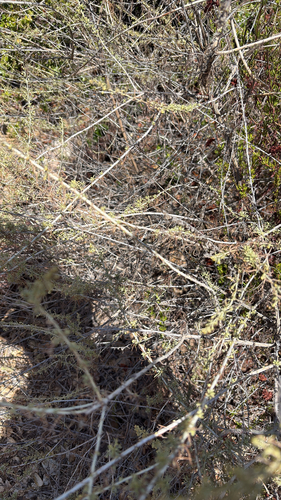iNaturalist observation photo of California sagebrush