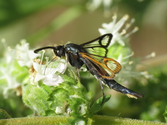 Synanthedon myopaeformis