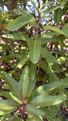 iNaturalist observation photo of laurel sumac