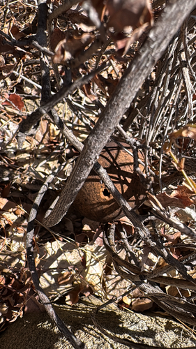 iNaturalist observation photo of California Gall Wasp