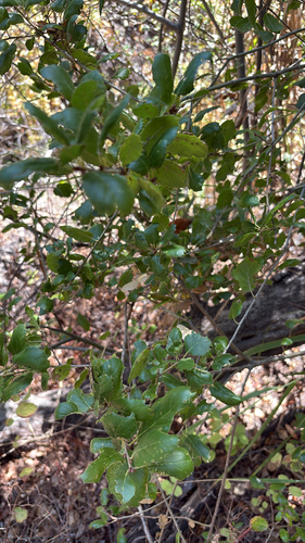 iNaturalist observation photo of coast live oak