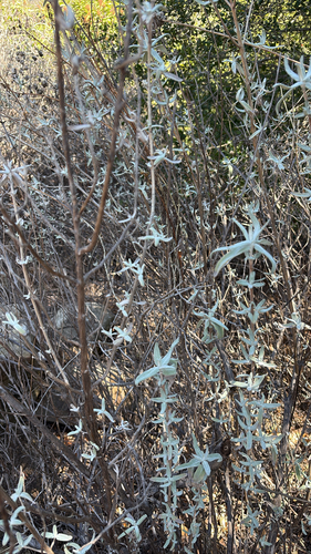 iNaturalist observation photo of purple sage