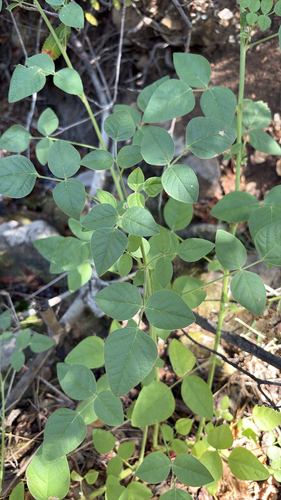 iNaturalist observation photo of large leatherroot