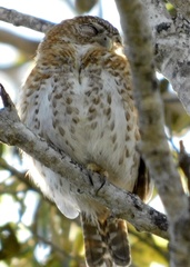 Glaucidium siju