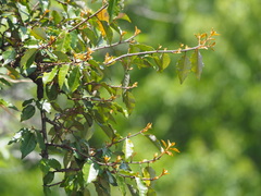 Elaeagnus thunbergii