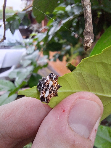 Spinybacked Orbweaver