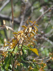 Elaeagnus thunbergii
