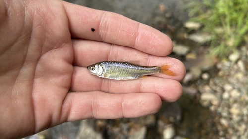 Red Shiner