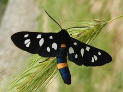 Amata marjana
