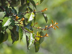 Elaeagnus thunbergii