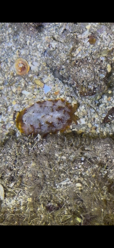 Pleurobranchus observed 2026-09-05