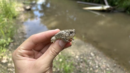 Woodhouse's Toad
